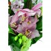 Cymibidium in Vase